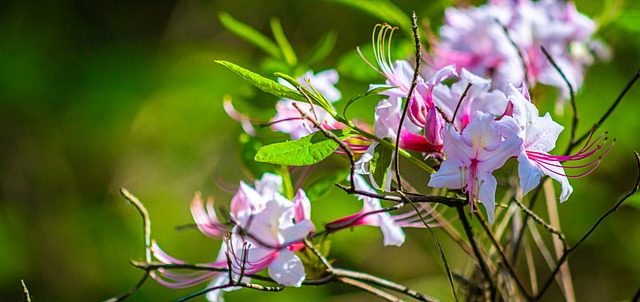 Blumen, Natur, Sommer, Garten, Blüte