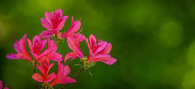 Blumen, Rosa Blüten, Garten, Natur