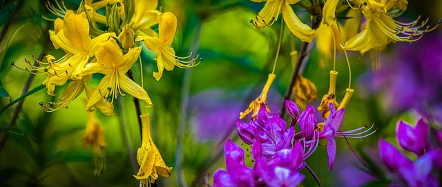 Gelbe Blumen, Lila Blumen, Natur, Sommer