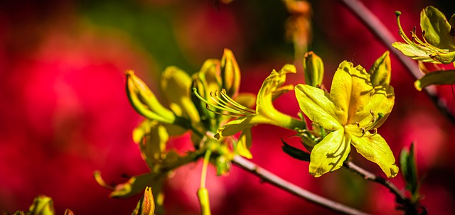 Gelbe Blüten, Frühling, Blühend, Natur