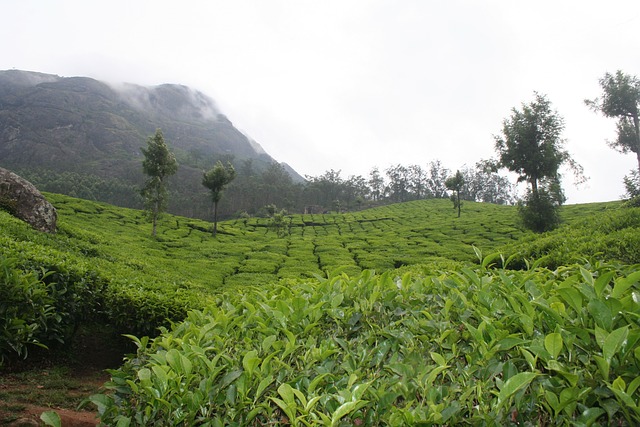 Free Munnar Tea Plantations photo and picture