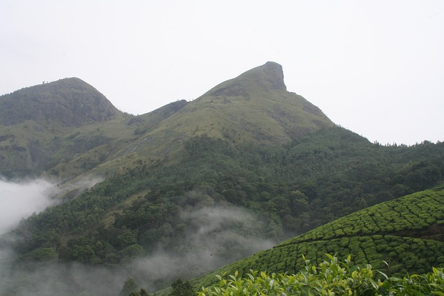 Free Nature Fog photo and picture