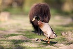 Random: indian runner duck, green head, brown chest, in nature, clear light, blurry background, animal, grass, landscape, daylight, outdoors, nature, walking, wild, wildlife, field, drake, sky, motion, perspective, lake, natural habitat