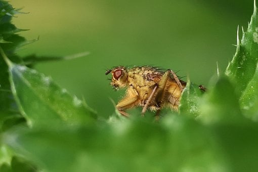 Vlieg, Insect, Entomologie, Natuur