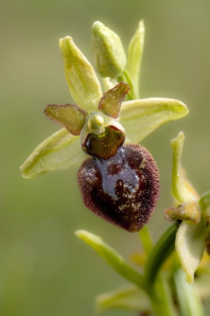 Free Orchid Flower photo and picture