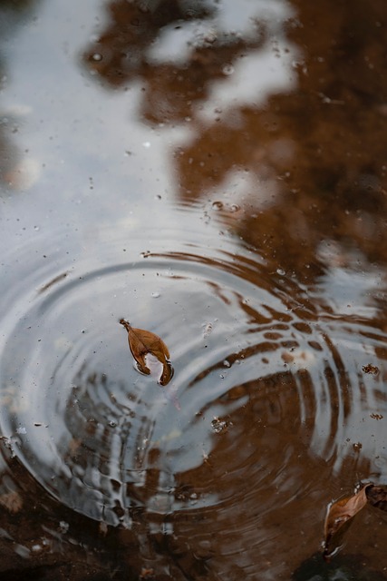 Free Leaf Water photo and picture