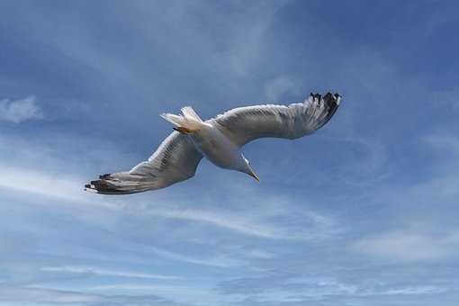 Free Bird Seagull photo and picture