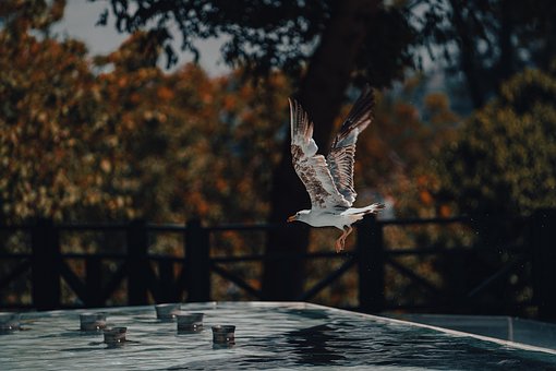 Free Seagull Flying photo and picture