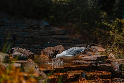 Free Seagull Small Pond photo and picture
