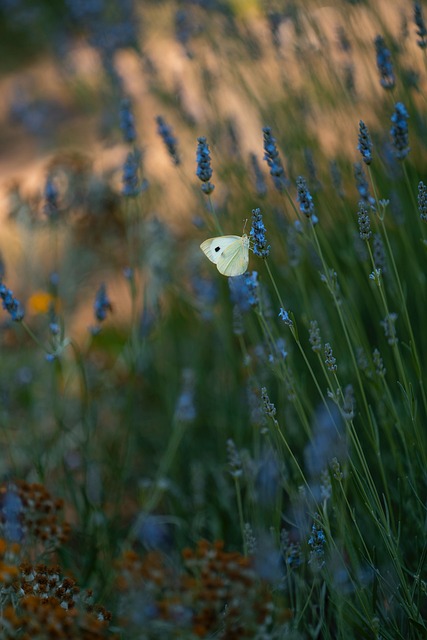 Vlinder, Lavendel, Tuin, Natuur, Zomer
