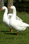 Random: goose, white feathers, wildlife, grass, natural environment, animals, countryside landscape, pair of birds, ducks and geese, waterfowl, river, spring, green environment, wild animals, rural, nature reserve, beak, orange beak, birds, natural beauty