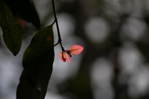 Free Nature Branch photo and picture