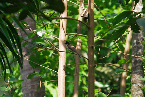 Free Nature Coconut Trees photo and picture