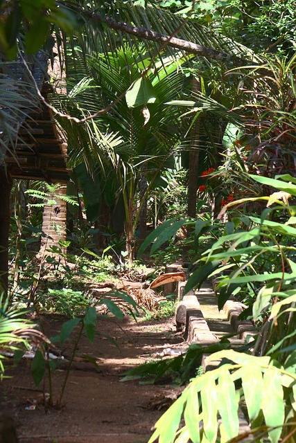 Free Nature Coconut Trees photo and picture