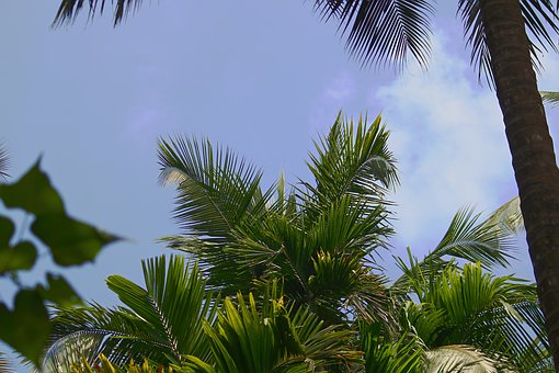 Free Nature Palm Trees photo and picture