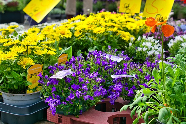 Blomster, Marked, Hage, Grønt