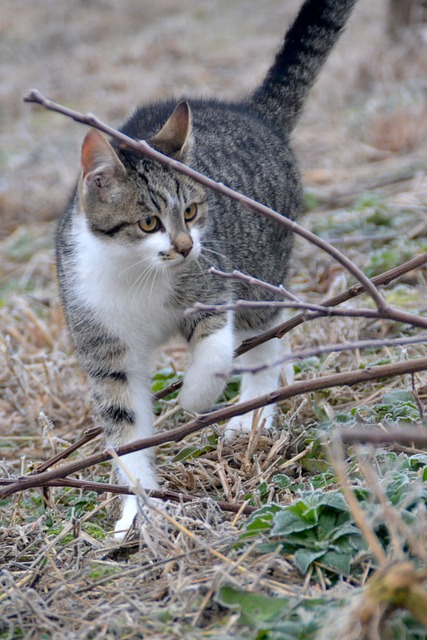 Katze, Winter, Natur, Haustier, Niedlich
