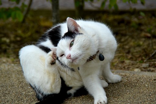 Haustier, Katze, Zweifarbige Katze