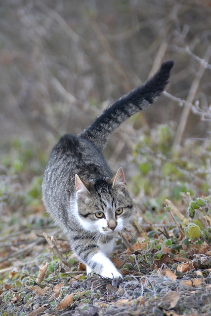 Katze, Tier, Hauskatze, Grau-Weiße Katze