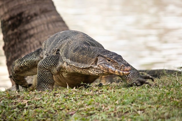 Free Lumpini Monitor Lizard photo and picture