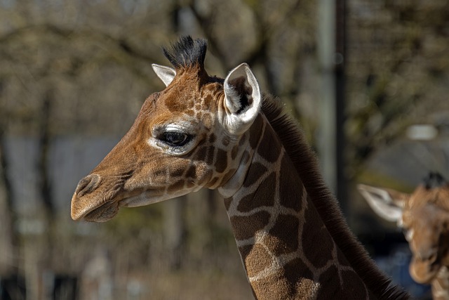 Free Giraffe Calf photo and picture