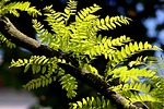 Random: honey locust, deciduous tree, green leaves, branch, nature, light green, young tree, summer, blue sky, sunlight, botany, tree crown, garden, ecology, seed, close-up, biology, outdoor, flora, fresh leaves