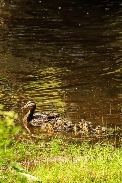 Free Duck Drake photo and picture