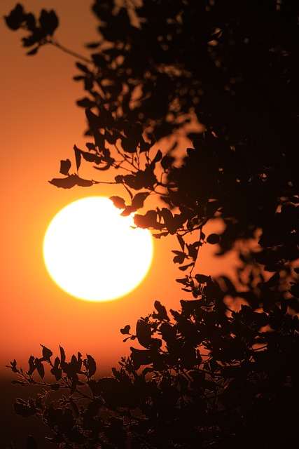 Free Sunset Nature photo and picture