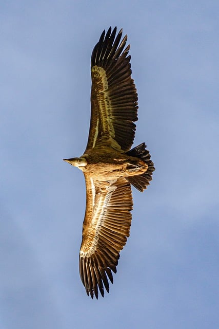 Free Vulture Bird photo and picture
