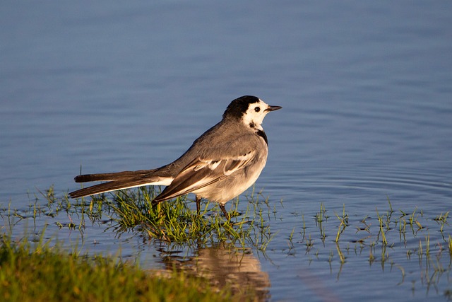 Free Bird Nature photo and picture