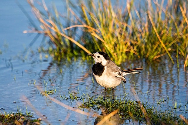 Free Bird Nature photo and picture