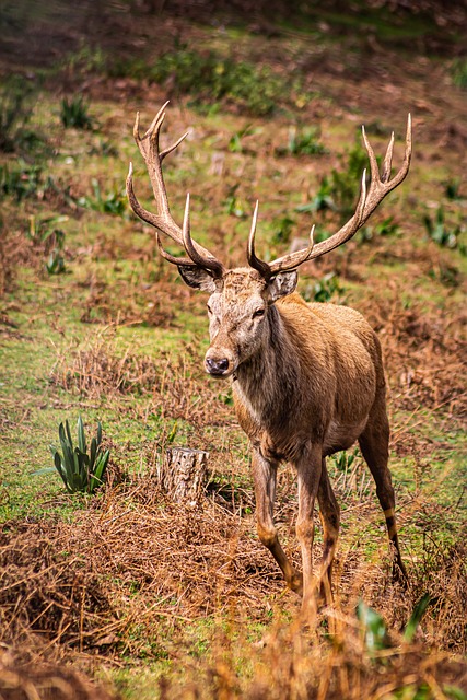 Free Deer Nature photo and picture