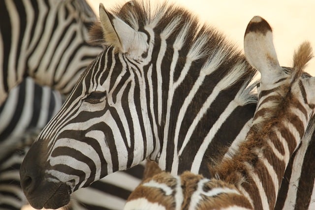 Free Zebra Wildlife photo and picture