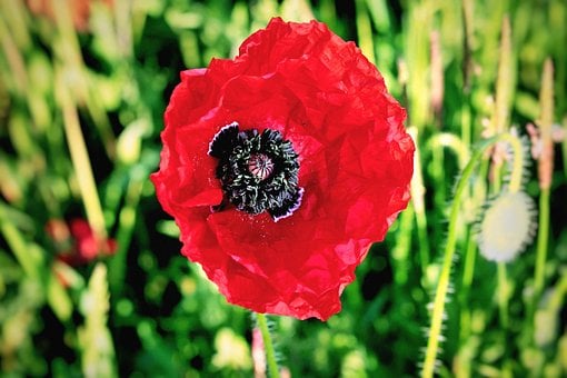 Free Flower Poppy photo and picture