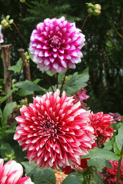 Free Dahlia Flower photo and picture