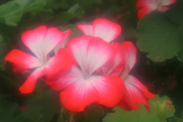 Free Geranium Pelargonium photo and picture