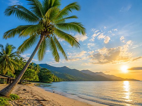 Free Beach Palm Tree illustration and picture