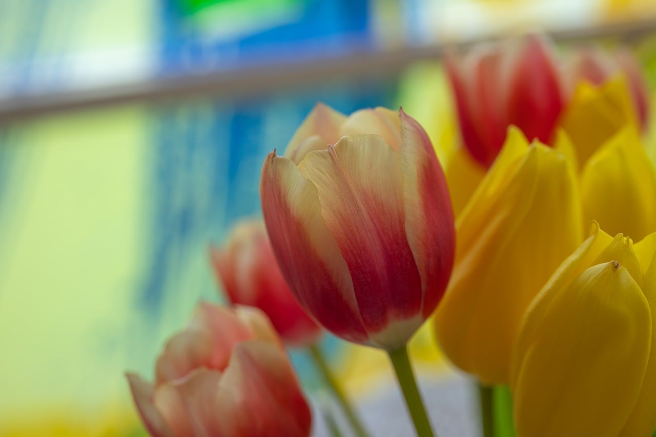 Tulip - free online jigsaw puzzle photo