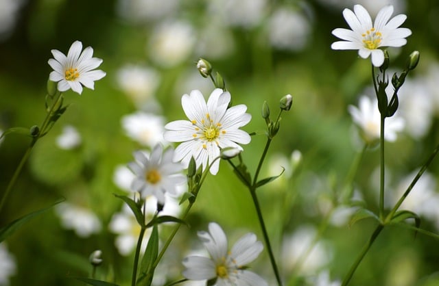Free White Flowers Nature photo and picture