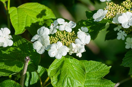 Blume, Blätter, Strauch, Viburnum, Natur