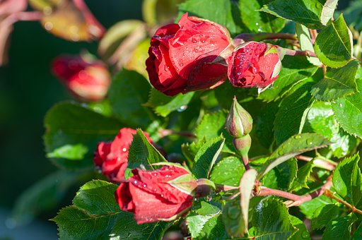 Rose, Blume, Rot, Natur, Tropfen, Garten