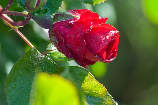 Blume, Natur, Rose, Garten, Tautropfen