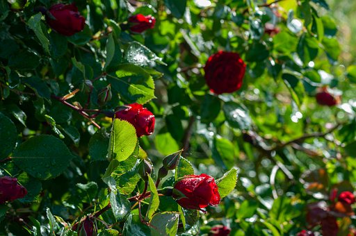 Rose, Rot, Natur, Garten, Blume, Grün