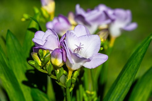 Free Freesia Flower photo and picture