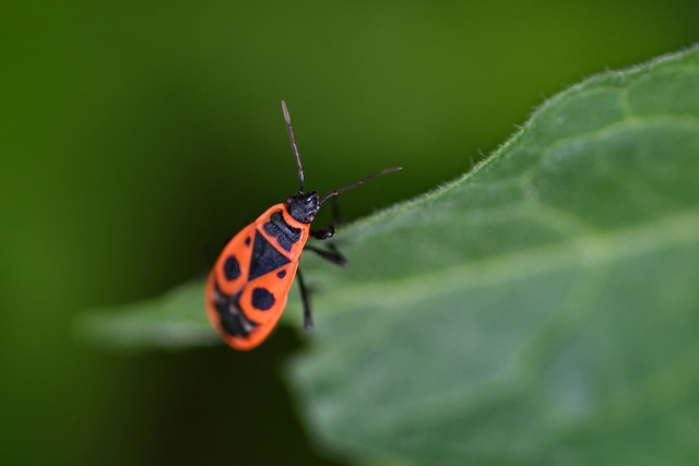 Free Gendarme Insect photo and picture
