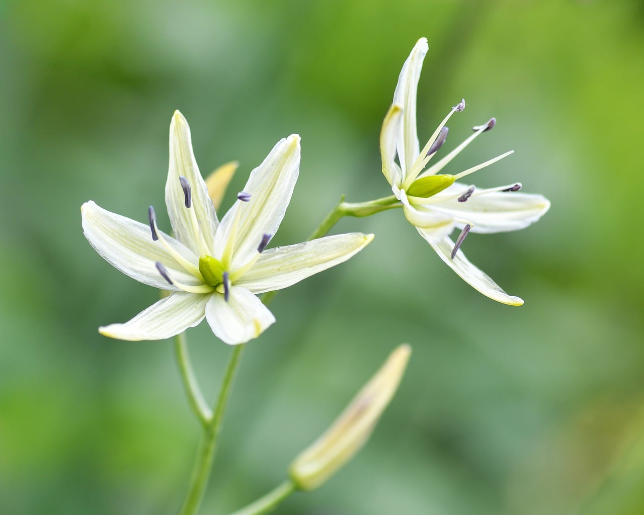 flower, camassia, white, pistil, lily, nature, flower background, macro, beautiful flowers, petal, stamen, detail, rural, natural, color, gardening, seasonal, green, bloom, spring, beauty, flower wallpaper, botanical