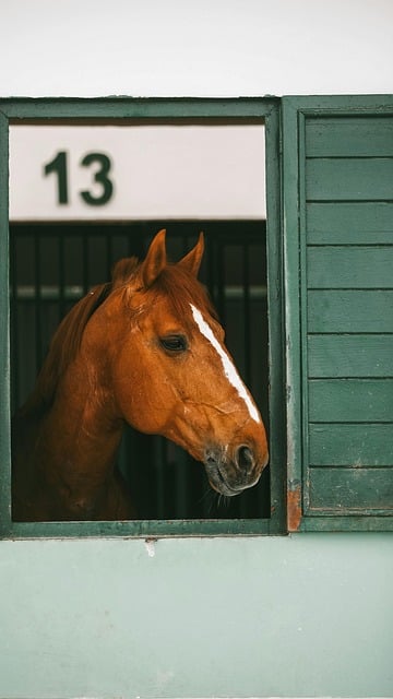 Free Horse Stable photo and picture