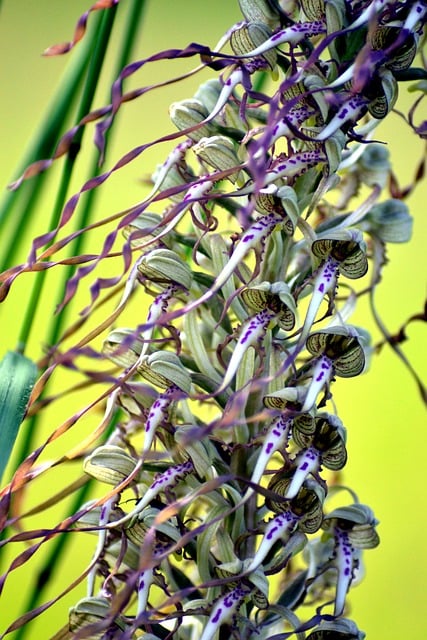 Blomst, Orkidé, Natur, Botanik, Have