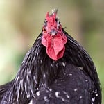 Random: rooster, black, red comb, outdoors, animal, bird portrait, close-up, eyes, front view, farm animal, feathers, agriculture, bird nature, natural habitat, details, animal head, animal husbandry, nature, bird