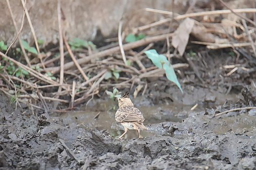 Free Bird Mud photo and picture